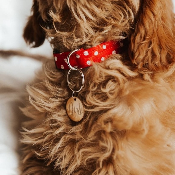 Adorable red and white polka dot collar - Picture 7 of 7